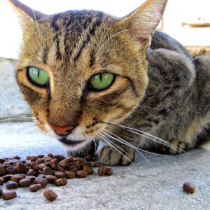 Compléments alimentaires chats