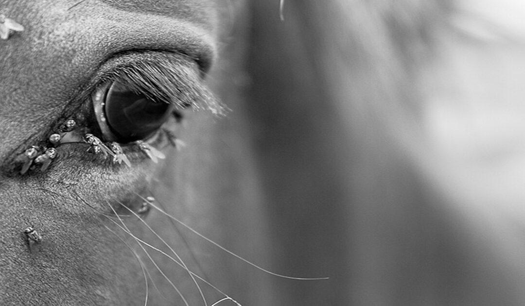 anti insect cheval