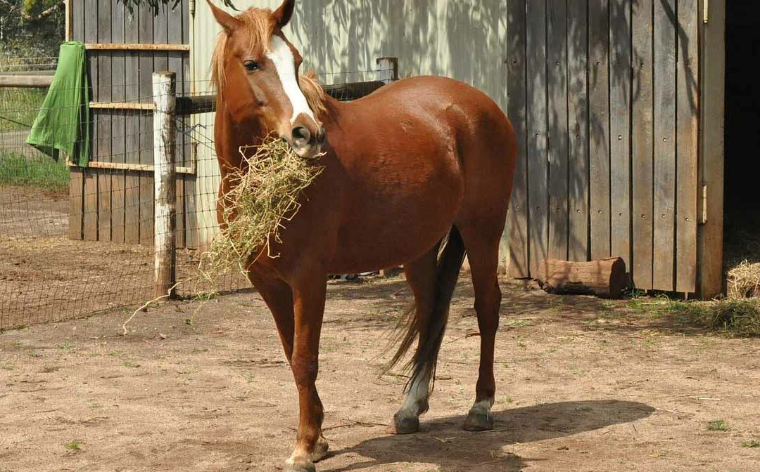 nourrir chevaux poney compleamnt
