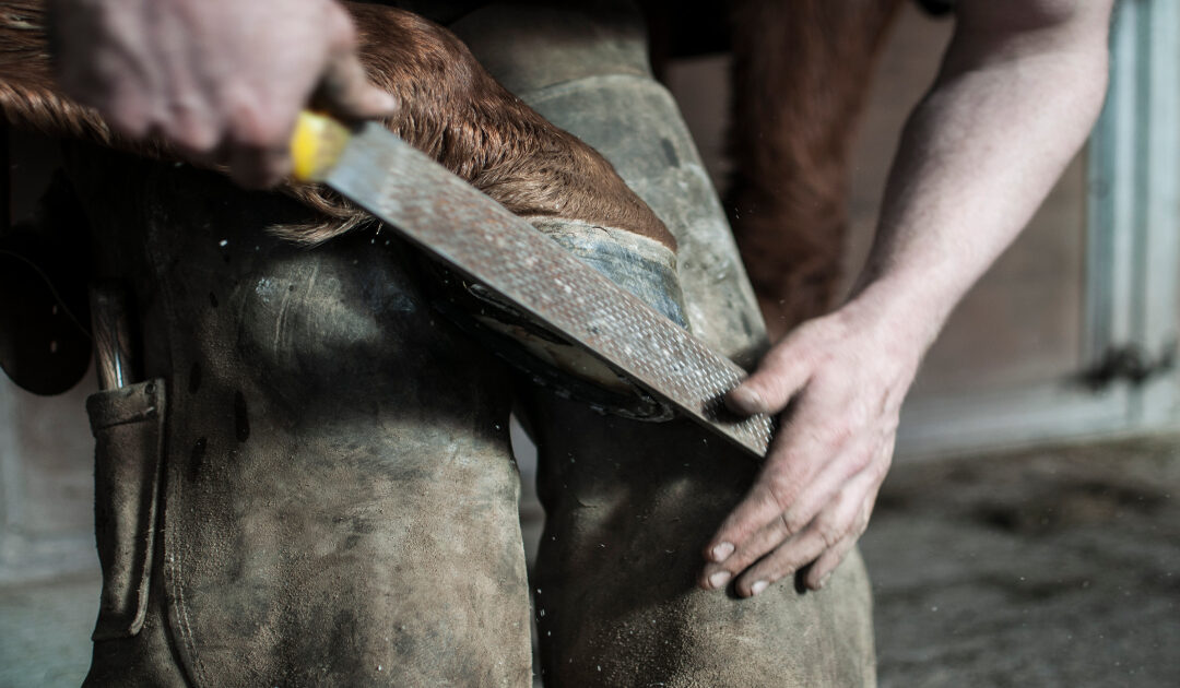 entretien sabot chevaux