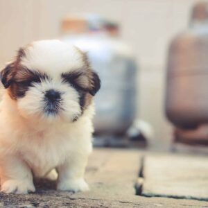 Croquettes pour Chiots croissance