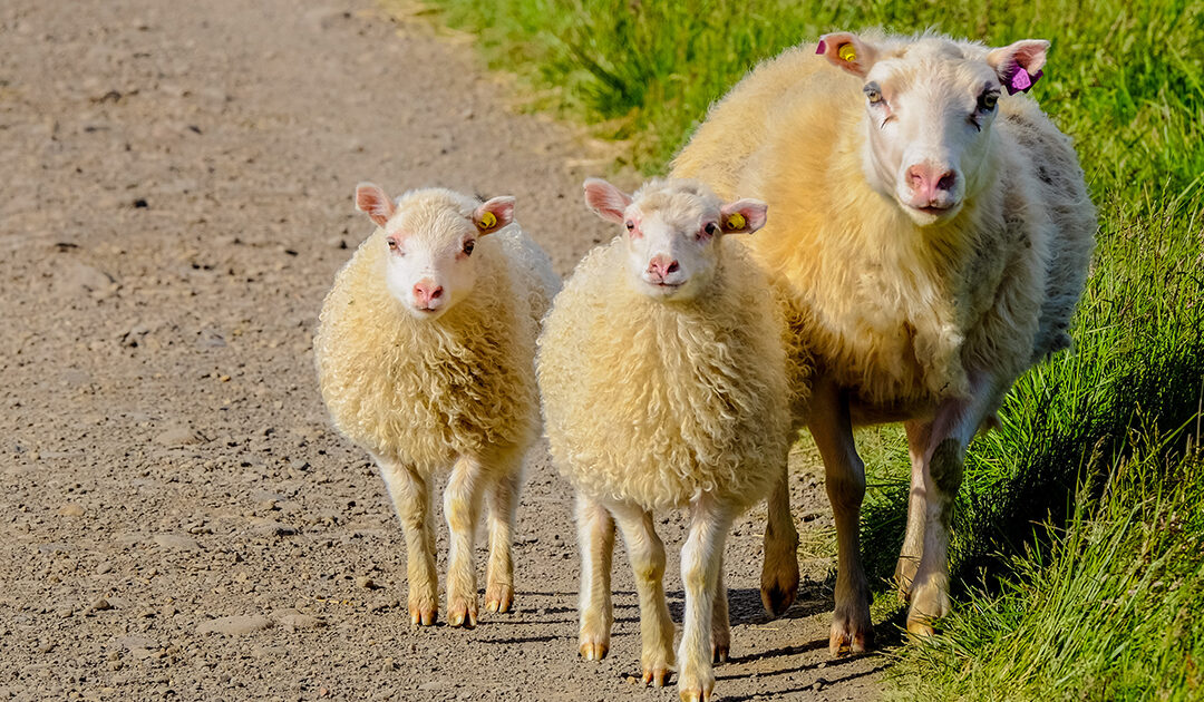 pharmacie veterinaire reconnue