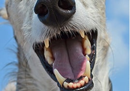 Soins bucco-dentaires du chien