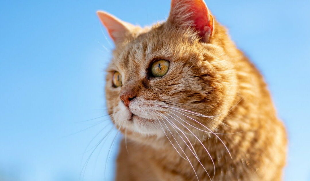 huile de paraffine chat