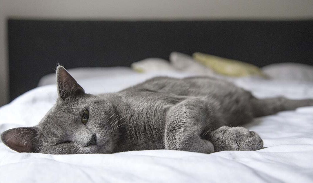 Quel solution de traitement pour les puces du chat ?