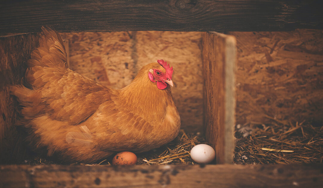 Comment traiter les poux rouges des poules ?