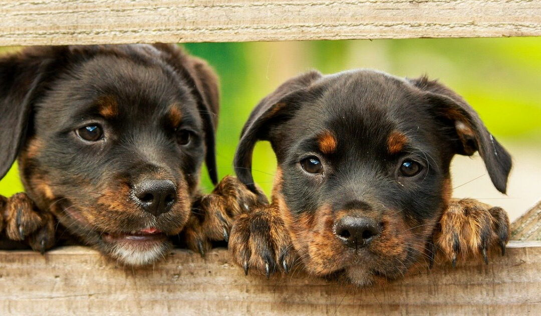compléments alimentaires pour chien