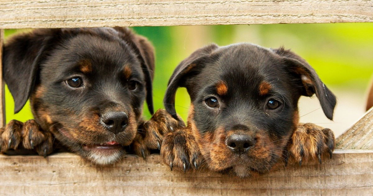 compléments alimentaires pour chien