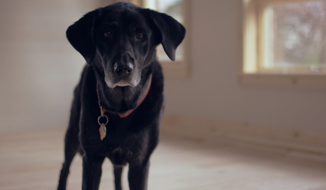 chien âgé vieillissant