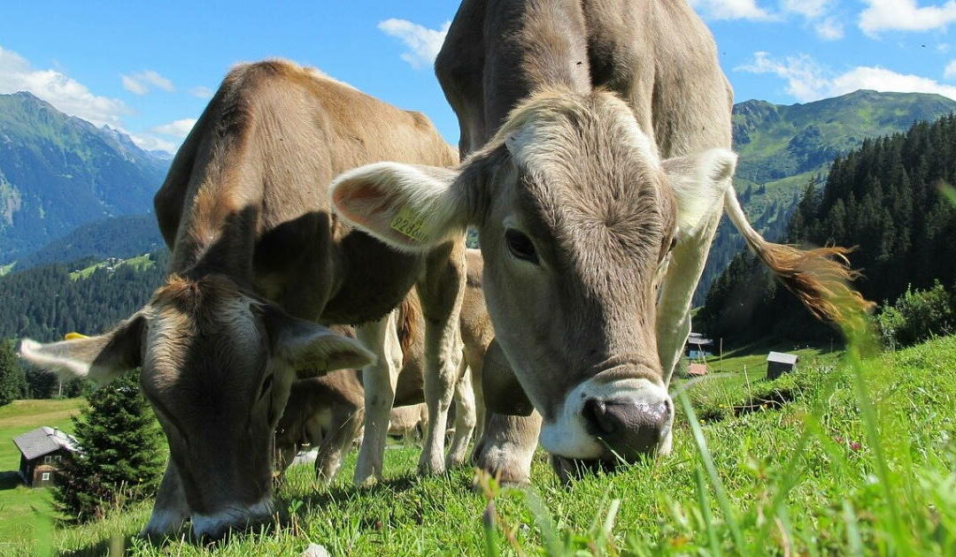 Hépatoprotecteur bovin et autres animaux