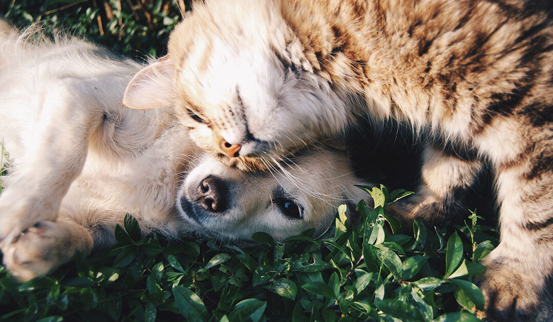 utilisation phosphaluvet chien chat