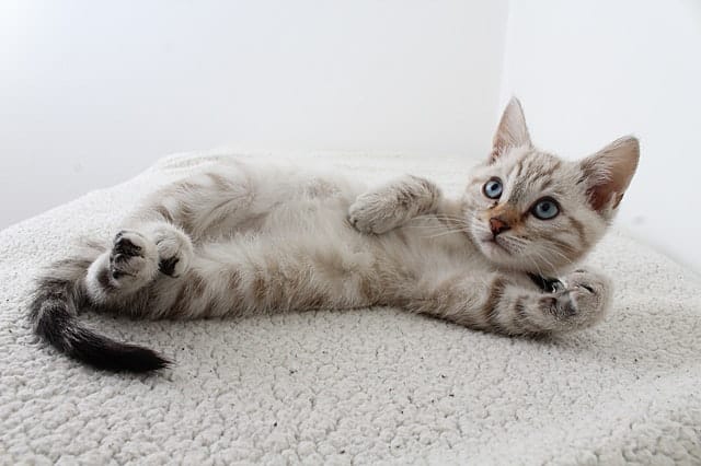complements alimentaires pour peau et pelage du chat