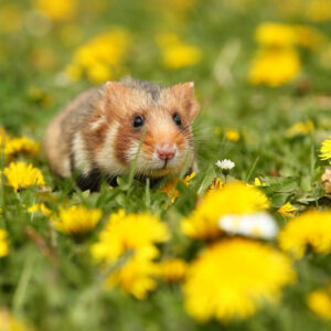 Produits vétérinaires Hamster