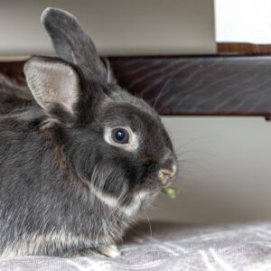 Nourriture et Croquettes pour N.A.C. (Lapin