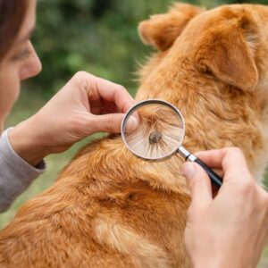 Anti-puces anti-tiques et nuisibles pour votre chien