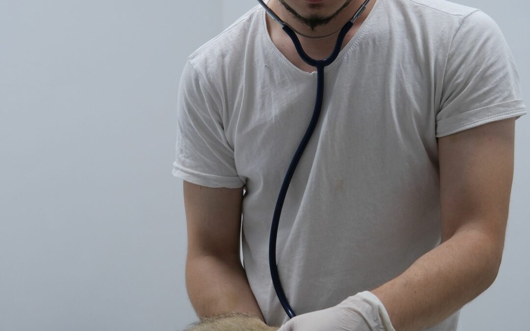 Veterinaire examinant un chat avec stethoscope en clinique