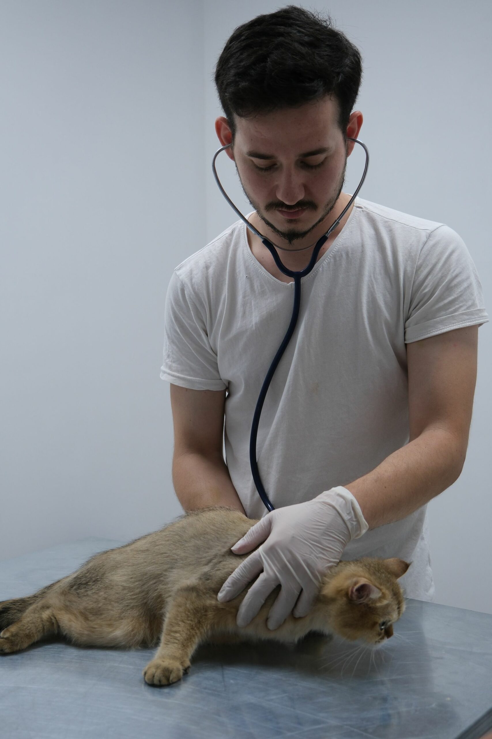 Veterinaire examinant un chat avec stethoscope en clinique