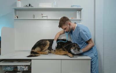 Quel vermifuge pour chien choisir ? Le guide complet