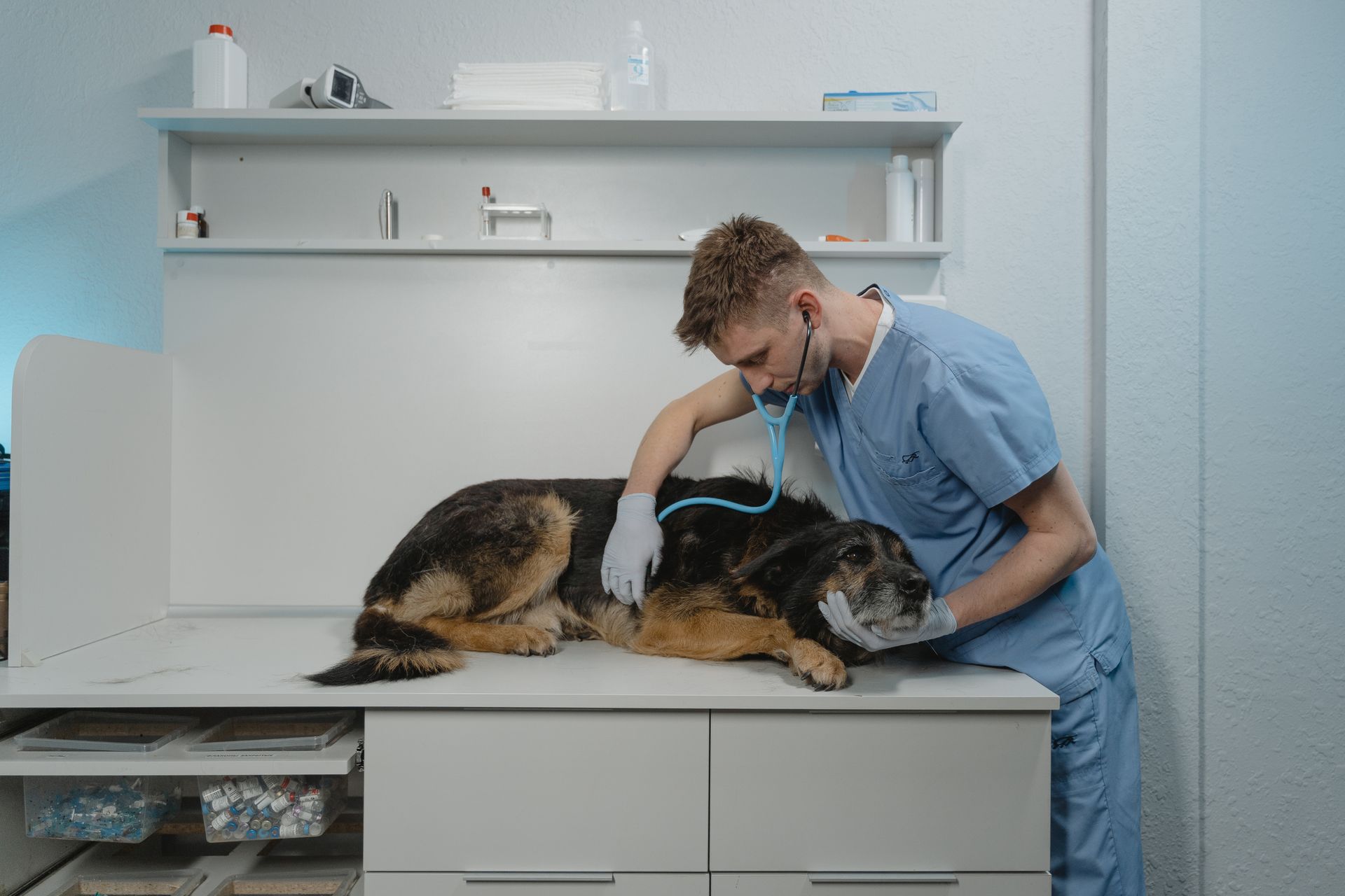 Veterinaire examinant un chien avec stethoscope en cabinet