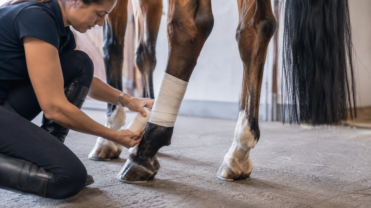 Soin des membres et articulations d'un cheval
